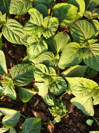 청계닭님의 농사, 무엇이든 물어보세요! · 참여글 작성글 사진