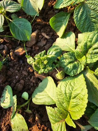 청계닭님의 농사, 무엇이든 물어보세요! · 참여글 작성글 사진