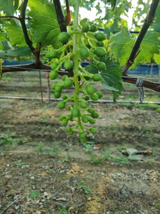 영천님의 포도 · 영농일지 작성글 사진