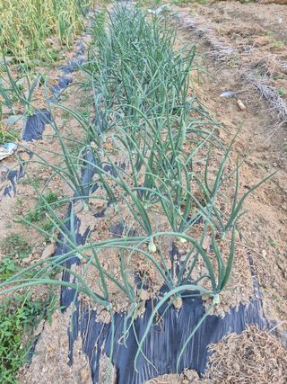 안가네(박민숙)님의 양파 · 영농일지 작성글 사진