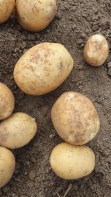 팜모닝 감자·병해충상담 게시글 이미지