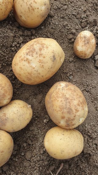 김용언 님의 감자 · 병해충상담 작성글 사진