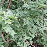 팜모닝 · 게시글 이미지