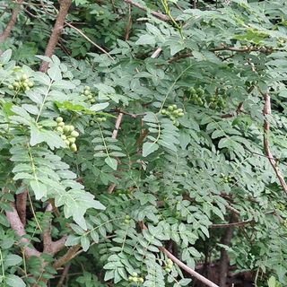 이현주(숲속의농원)님의 작성글 사진