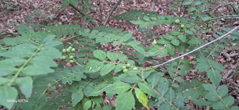 이현주<숲속의농원>님의 장터 판매 상품 [2025햇 산초제피 열매300g] 첨부 사진