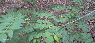 이현주(숲속의농원)님의 작성글 사진