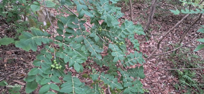 이현주<숲속의농원>님의 장터 판매 상품 [2025햇 산초제피 열매300g] 첨부 사진