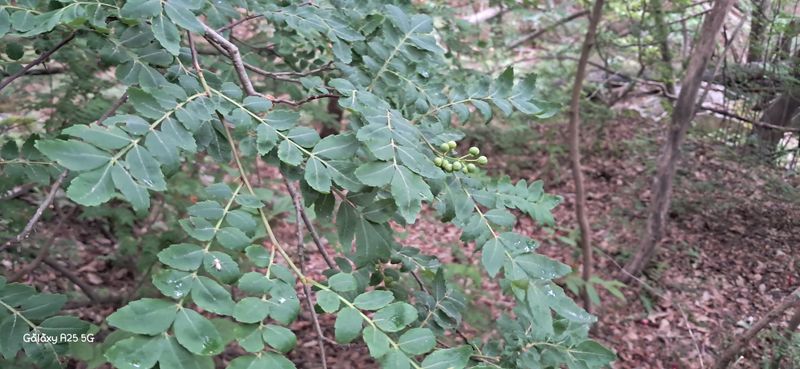 이현주<숲속의농원>님의 장터 판매 상품 [2025햇 산초제피 열매300g] 첨부 사진