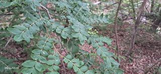 이현주(숲속의농원)님의 작성글 사진