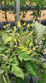 팜모닝 농사, 무엇이든 물어보세요!·참여글 게시글 이미지