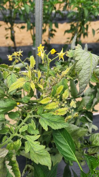 이은희님의 농사, 무엇이든 물어보세요! · 참여글 작성글 사진