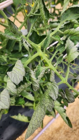 이은희님의 농사, 무엇이든 물어보세요! · 참여글 작성글 사진