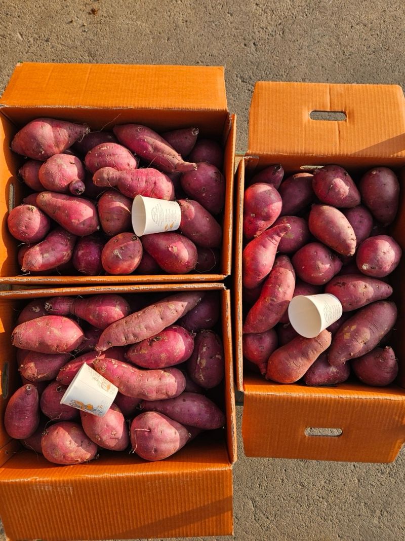 이영민님의 장터 판매 상품 [무안 황토 꿀 고구마 특상 5kg] 첨부 사진