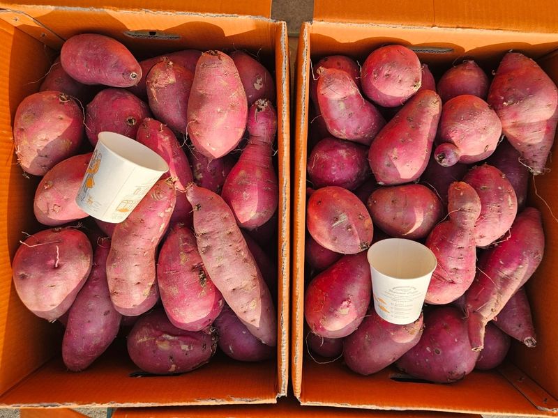 이영민님의 장터 판매 상품 [무안 황토 꿀 고구마 특상 5kg] 첨부 사진