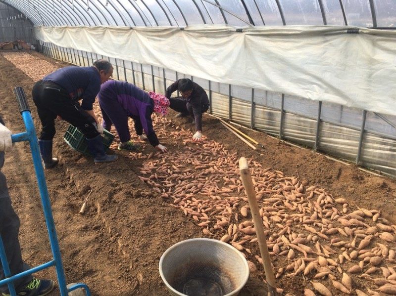 이영민님의 장터 판매 상품 [무안 황토 꿀 고구마 특상 5kg] 첨부 사진