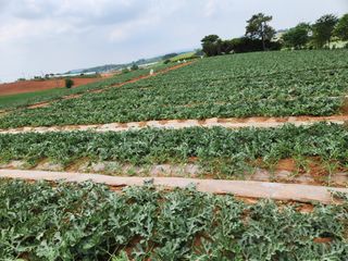 김저팔계님의 기타작물 · 영농일지 작성글 사진