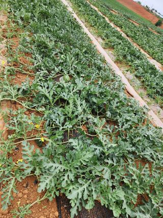 김저팔계님의 기타작물 · 영농일지 작성글 사진