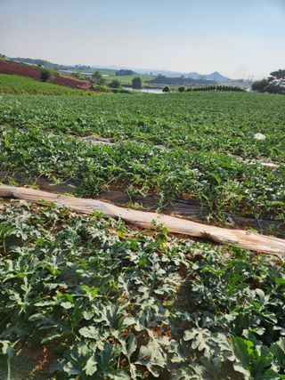 김저팔계님의 기타작물 · 영농일지 작성글 사진