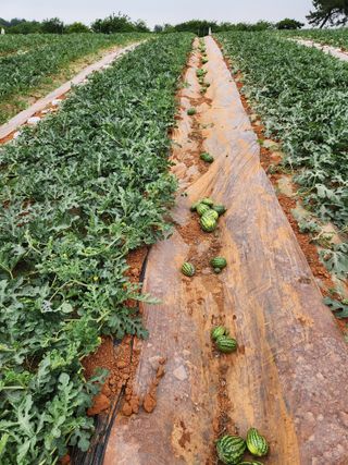 김저팔계님의 기타작물 · 영농일지 작성글 사진