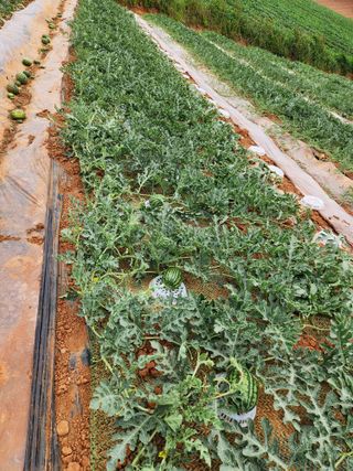 김저팔계님의 기타작물 · 영농일지 작성글 사진