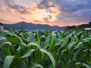 권지연.옥천.님의 자유주제 · 자유게시판 작성글 사진