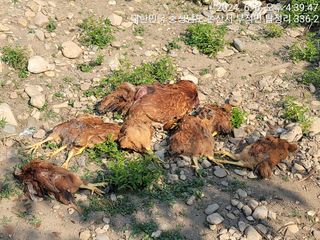 엉터리농부님의 자유주제 · 자유게시판 작성글 사진