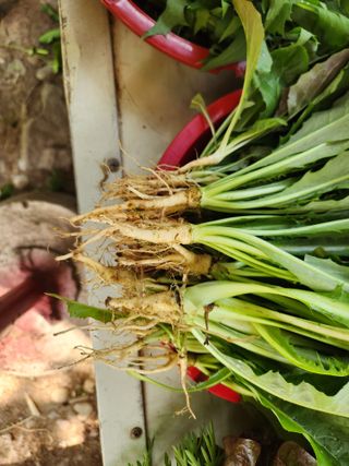 들깨5975님의 6월 내 작물 자랑하기🌱 · 참여글 작성글 사진