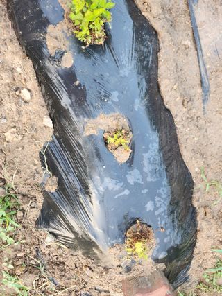 들깨5975님의 6월 내 작물 자랑하기🌱 · 참여글 작성글 사진