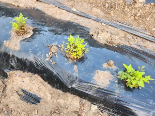 들깨5975님의 농사, 무엇이든 물어보세요! · 참여글 작성글 사진