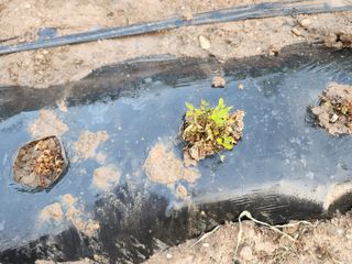 들깨5975님의 농사, 무엇이든 물어보세요! · 참여글 작성글 사진