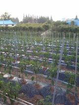 팜모닝 고추·영농일지 게시글 이미지