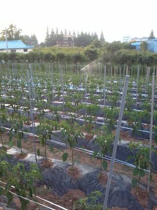 양은수님의 고추 · 영농일지 작성글 사진