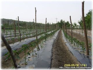 양은수님의 고추 · 영농일지 작성글 사진