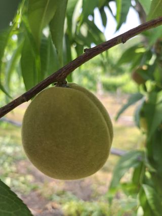 욕심내지말자님의 복숭아 · 자유게시판 작성글 사진