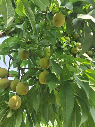 욕심내지말자님의 복숭아 · 자유게시판 작성글 사진