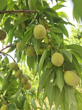 욕심내지말자님의 복숭아 · 자유게시판 작성글 사진