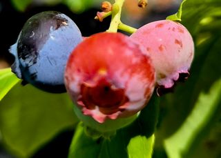 양필운님의 블루베리 · 영농일지 작성글 사진