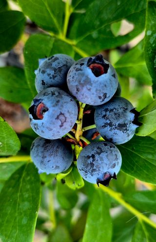양필운님의 블루베리 · 영농일지 작성글 사진