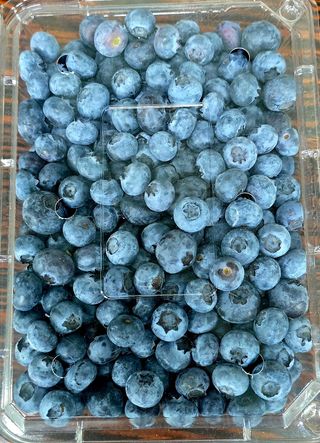 양필운님의 블루베리 · 영농일지 작성글 사진