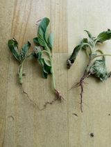 팜모닝 농사, 무엇이든 물어보세요!·참여글 게시글 이미지