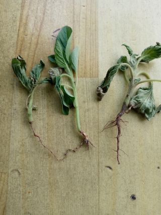 두릅나무16580님의 농사, 무엇이든 물어보세요! · 참여글 작성글 사진