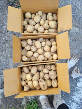 심상림님의 참깨 · 영농일지 작성글 사진