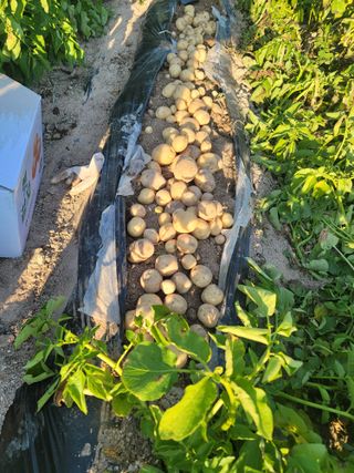 심상림님의 참깨 · 영농일지 작성글 사진