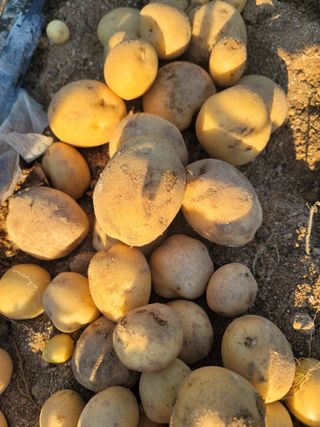 심상림님의 참깨 · 영농일지 작성글 사진