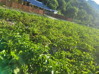 심상림님의 참깨 · 영농일지 작성글 사진