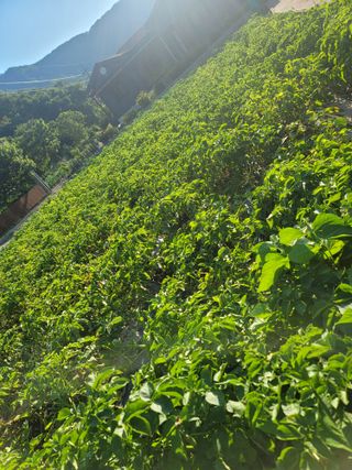 심상림님의 참깨 · 영농일지 작성글 사진