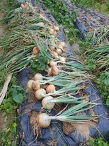 팜모닝 양파·영농일지 게시글 이미지