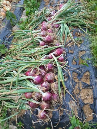 이창열님의 양파 · 영농일지 작성글 사진