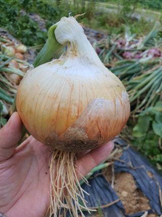 이창열님의 양파 · 영농일지 작성글 사진