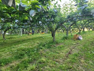 장재농원 최재석님의 배 · 영농일지 작성글 사진